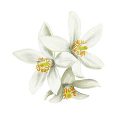 White flowers of a citrus tree. Flowers with five petals. Orange, lemon, tangerine and lime plant. Fruit buds. Watercolor illustration. No background