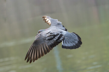 Rock Pigeon (Columba livia) in the flight. Rock pigeon is a member of the bird family Columbidae (doves and pigeons). It is often referred to as the pigeon.