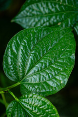 Lush Green Leaf Close-Up Showcasing Intricate Veins