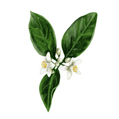 A twig from an orange tree. Flowers and buds of citrus plants. White flowers of lemon, orange, lime and tangerine. Watercolor illustration. No background