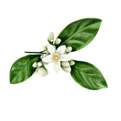 A twig from an orange tree. Flowers and buds of citrus plants. White flowers of lemon, orange, lime and tangerine. Watercolor illustration. No background