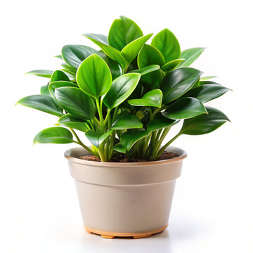 plant in a pot. plant, pot, leaf, nature, flower, isolated, tree, houseplant, potted, botany, flora, leaves, flowerpot, herb, home, growth, foliage, decoration, garden, gardening, house, tropical, cac