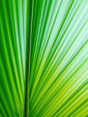 Obraz premium Close-up of a vibrant green tropical palm leaf, showcasing its natural textures and patterns, foliage, green, background