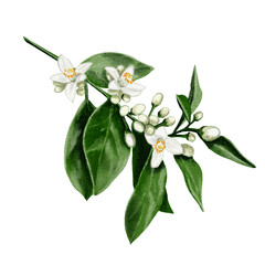 A twig from an orange tree. Flowers and buds of citrus plants. White flowers of lemon, orange, lime and tangerine. Watercolor illustration. No background