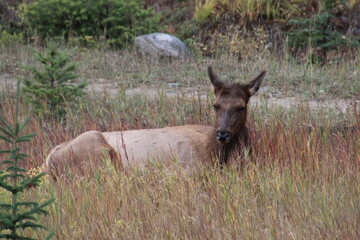 Elk Bedded Down, Jasper National Park, Alberta
