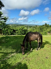Horse eating grass in the field hill, under the blue sky. Samana, Dominican Republic