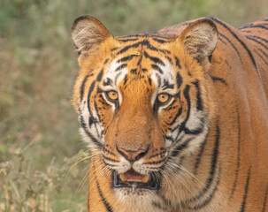 Tiger portrait