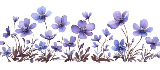 First spring flowers, Anemone hepatica isolated on white background. Border of blue violet wild forest flowers liverwort