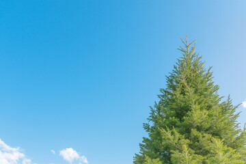 Tree Against Sky