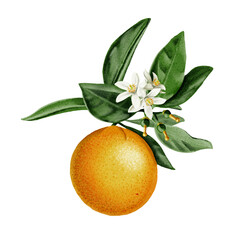 Branch with flowers and fruits. Orange and flowers. Orange tree leaves. Green, orange and white. Watercolor illustration. No background