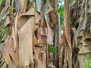 Brown dry banana leaves 