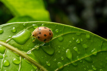 ladybug on leaf