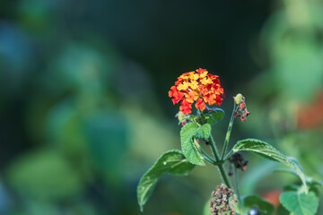 Lantana camara, a Verbenaceae plant with colorful petals. lantana, Lantana flower