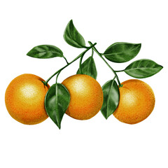  Three orange branches. Oranges with leaves. Round and juicy fruits. Orange and green colors. Watercolor illustration without background.