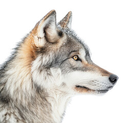 Fototapeta premium Close-up of a wolf's head isolated on transparent background