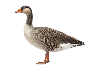 Greylag goose standing isolated on transparent background,
