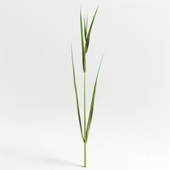Fototapeta premium A grass blade, single blade, white background