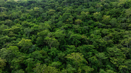aerial view of dark green forest Abundant natural ecosystems of rainforest. Concept of nature forest preservation and reforestation	
