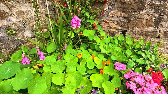 Colorful Garden in Crail, Fife