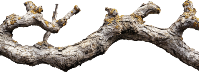 Twisted tree branch with lichen on transparent background, natural texture concept