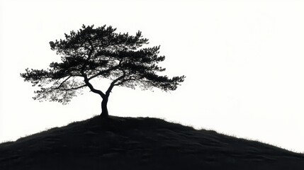 A Crown of Pine tree silhouette pine conifer.