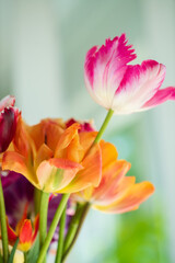 Fototapeta premium fresh tulips in the vase