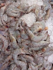 Seafood shrimps. Fresh prawns. Raw shrimp background. Pile of raw shrimp background. Close-up of raw shrimp. top view. shrimp preservation with ice stacks.