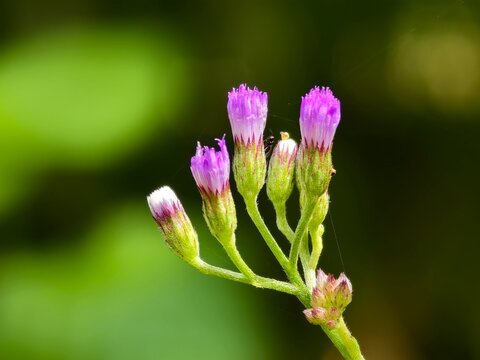 Cyanthillium flower with blurred background