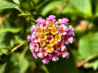lantana camara flower in the morning