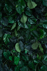 Full Frame of Green Leaves Pattern Background, Nature Lush Foliage Leaf Texture, tropical leaf.