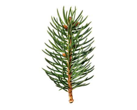 一片のもみの木  / fir tree branch