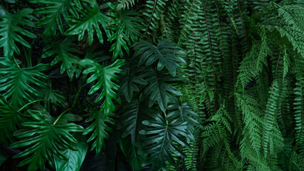 Full Frame of Green Leaves Pattern Background, Nature Lush Foliage Leaf Texture, tropical leaf.