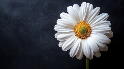 Obraz premium Elegant white flowers are placed on a smooth black background, creating a sharp contrast and highlighting the delicate details of the petals. The composition is simple and provides ample blank space.