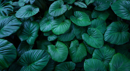 Naklejka premium Full Frame of Green Leaves Pattern Background, Nature Lush Foliage Leaf Texture, tropical leaf.