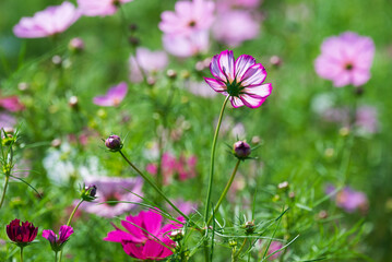 秋の野に咲く様々なピンク色のコスモスの花