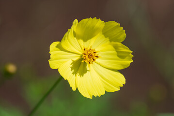 陽の光を浴びて輝く黄色いコスモスの花