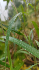 dew on grass