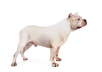 Obraz premium bully XXL in studio