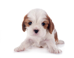 puppy cavalier king charles