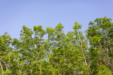 Tree branches, blue sky background
