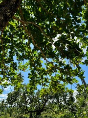 Green leaves under blue sky background. Samana, Dominican Republic