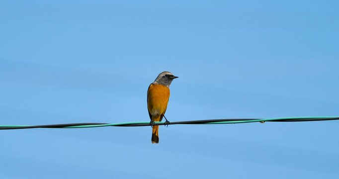 male bird of  Daurian redstart (Phoenicurus auroreus) on electrical wire in blue sky