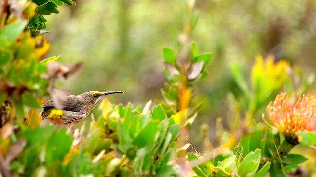 Cape Sugarbird perched on yellow pincushion eating nectar in fynbos vegetation