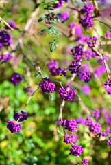 Liebesperlenstrauch in botanischem Garten in Wuppertal, Deutschland