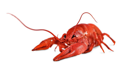 One boiled crayfish with beautiful antennae isolated on white background.