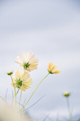 ふんわりコスモス