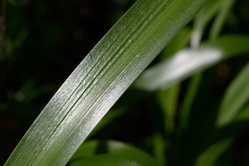 葉模様　シャガの葉　自然の造形
