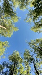 Fototapeta premium Serene View of Sunlight Filtering Through Lush Green Tree Tops Against Clear Blue Sky
