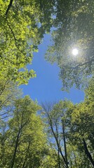 Serene View of Sunlight Filtering Through Lush Green Tree Tops Against Clear Blue Sky