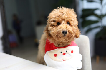  Dog wear on Santa clause costume